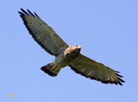 Broad winged Hawk